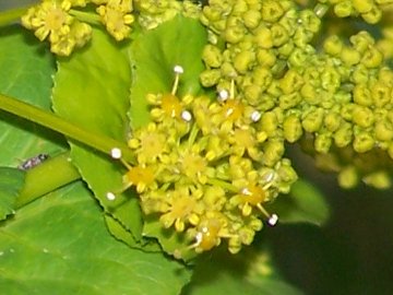 Smyrnium perfoliatum subsp. rotundifolium/Corinoli dentato